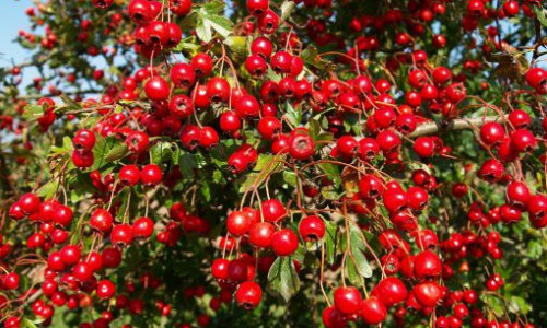 Kahvaltıya Alıç Macunu